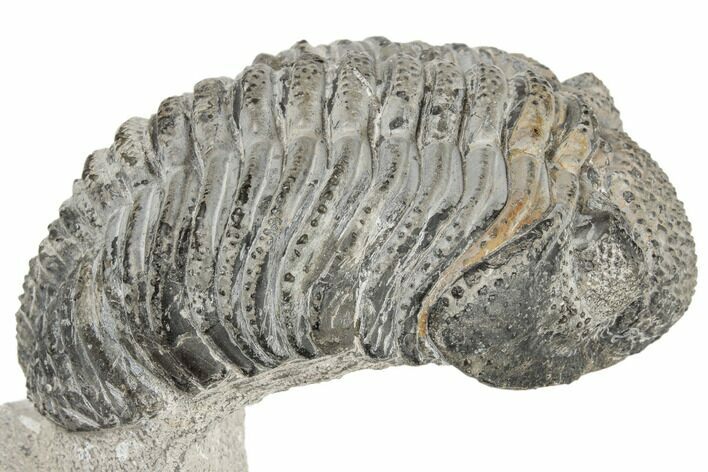 Large, Drotops Trilobite With Good Eyes - Mrakib, Morocco #189844